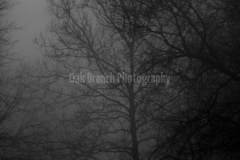IMG_2398