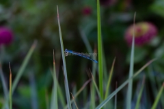 IMG_3788