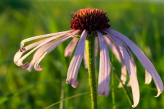 Purple Coneflower - Barnhart Prairie, Illinois