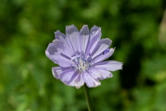 Chickory on the Roadside - Illinois