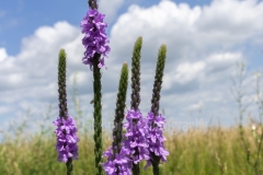 Verbena - Illinois
