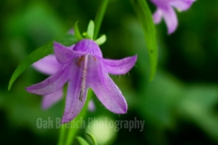 Creeping Bellflower - Hudson Crossing Park, Oswego, Illinois