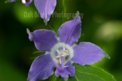 American Bellflower - Kickapoo Park, Illinois
