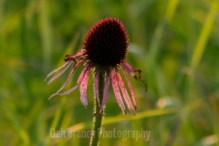 Pale Purple Coneflower - Barnhart Prairie, Illinois