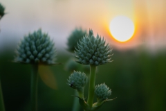 Rattlesnake Master at Sunset - Barnhart Prairie, Illinois