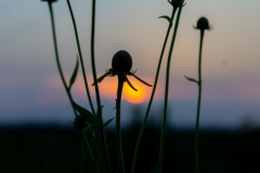 Rudbeckia at Sunset - Barnhart Prarie, Illinois
