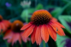 Conflower - Idea Garden, Illinois