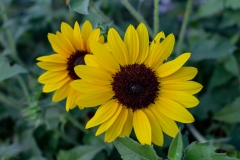 Sunflower - Idea Garden, Illinois