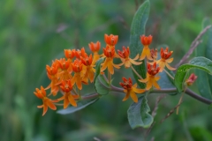 Butterfly Milkweed - Idea Garden, Illinois